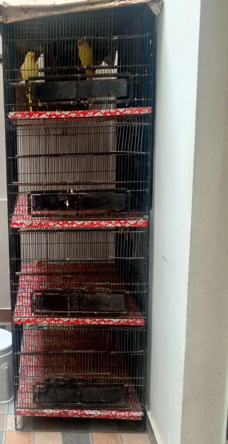 4 portions birds cage — photo 4
