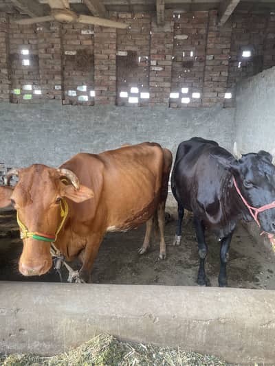 fresian cross  jo delivery k kareeb h