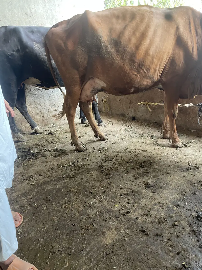 fresian cross  jo delivery k kareeb h — photo 2