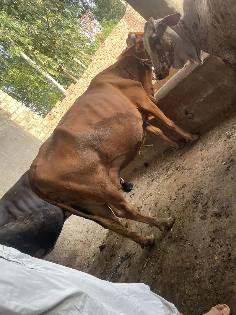 fresian cross  jo delivery k kareeb h — photo 3