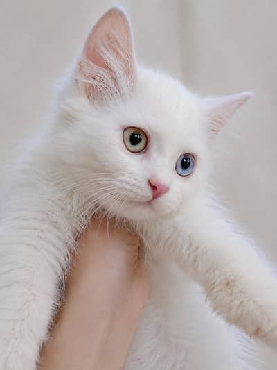 Persian cat with odd eyes