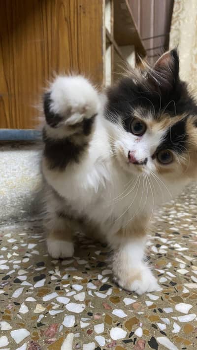 Fluffy Male kitten for Sale