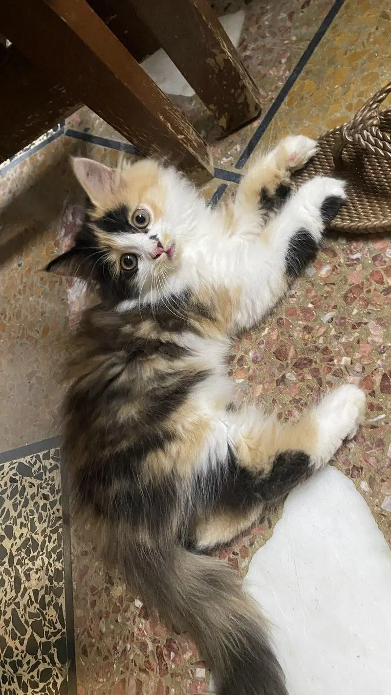 Fluffy Male kitten for Sale — photo 2