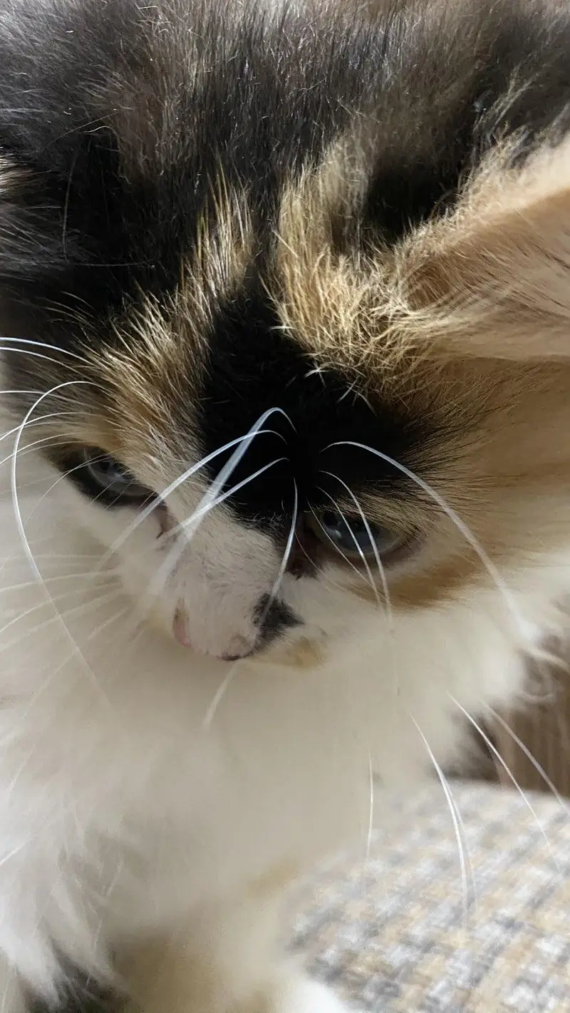 Fluffy Male kitten for Sale — photo 3