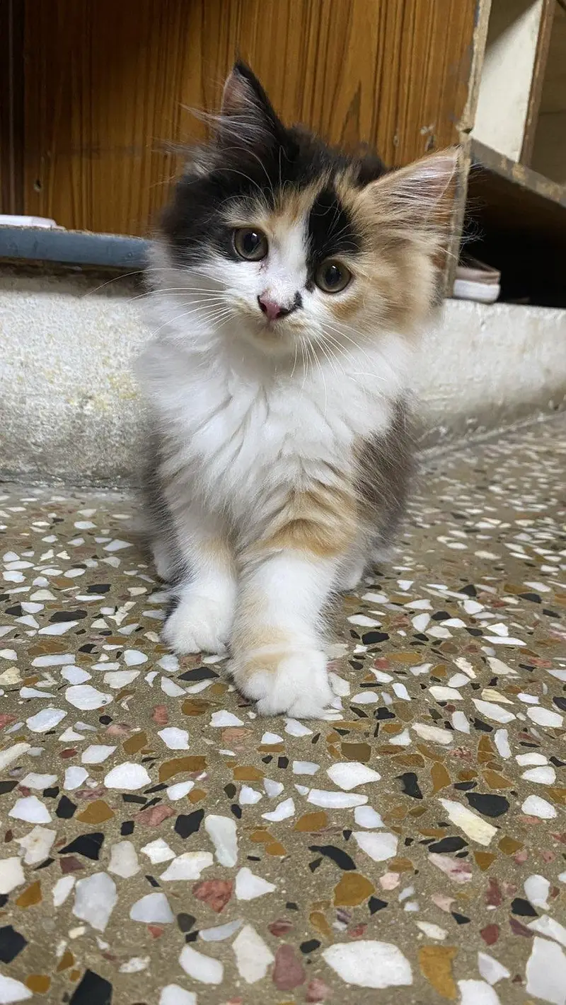 Fluffy Male kitten for Sale — photo 4