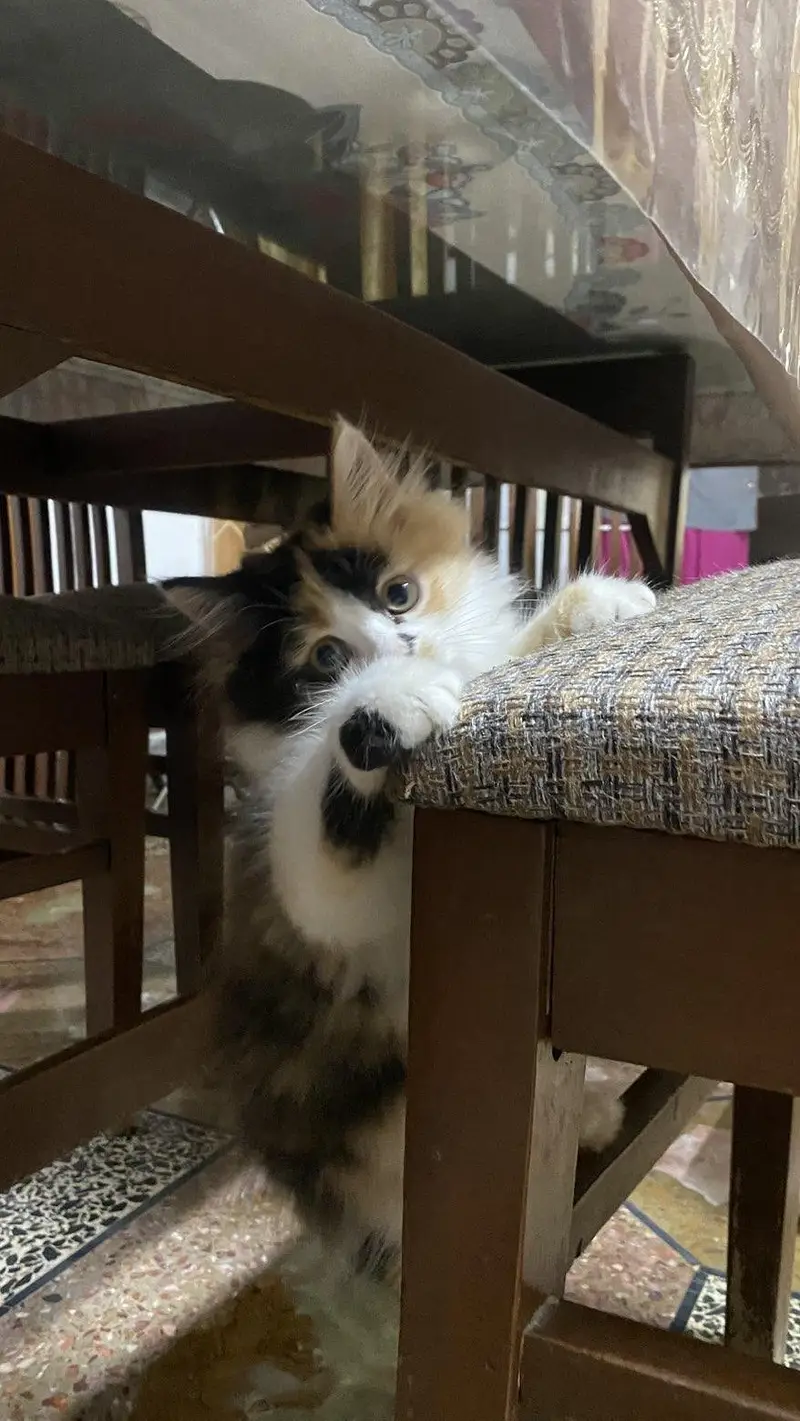 Fluffy Male kitten for Sale — photo 5
