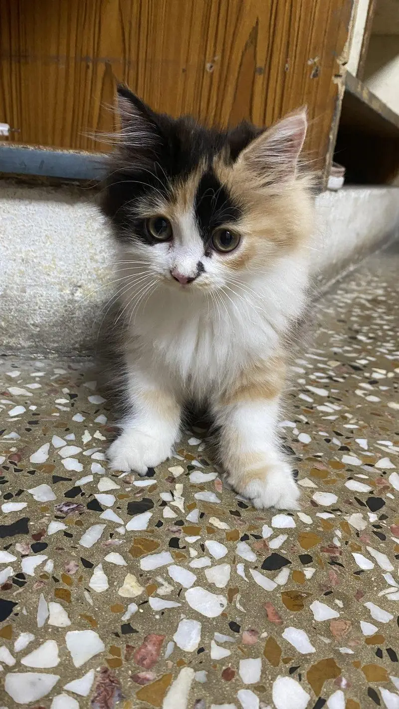 Fluffy Male kitten for Sale — photo 6