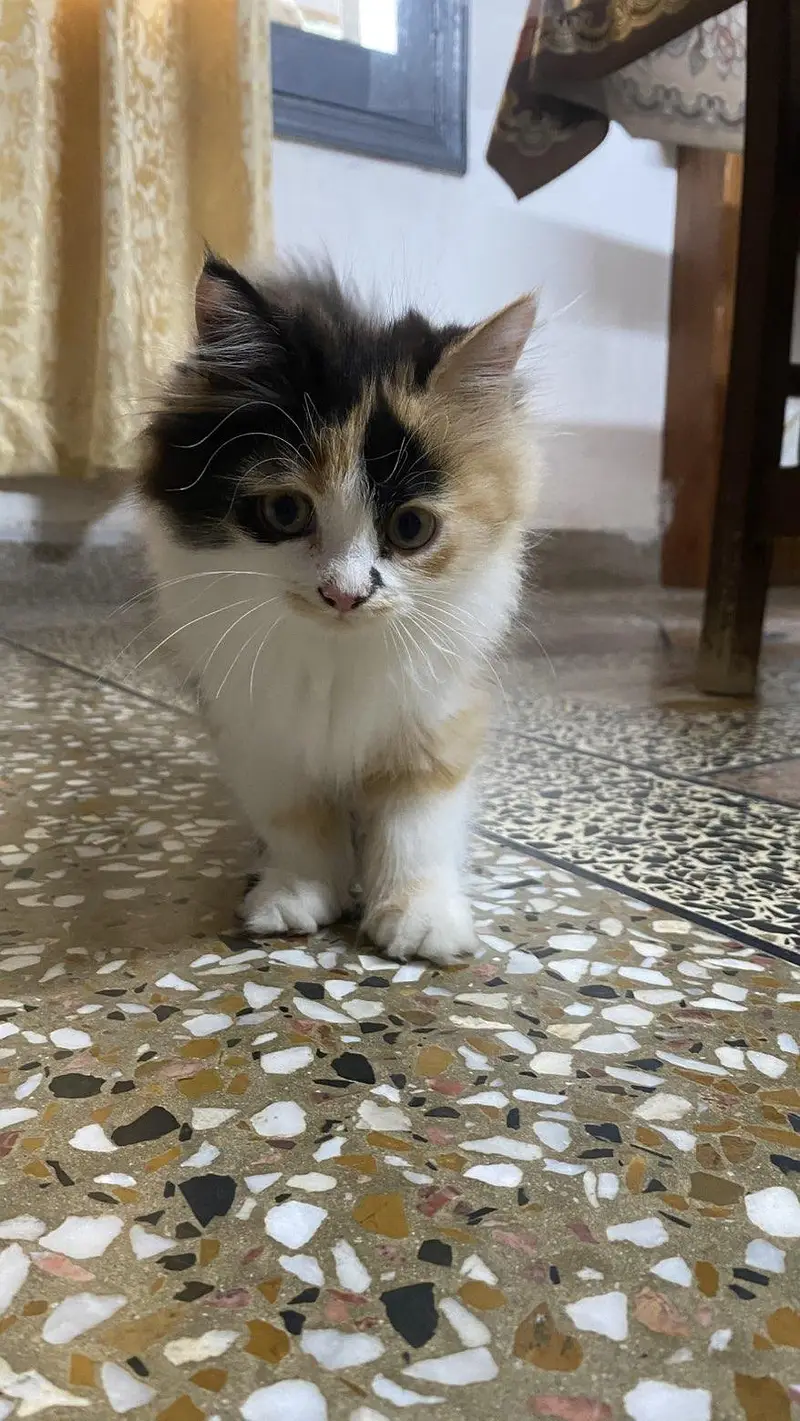 Fluffy Male kitten for Sale — photo 7