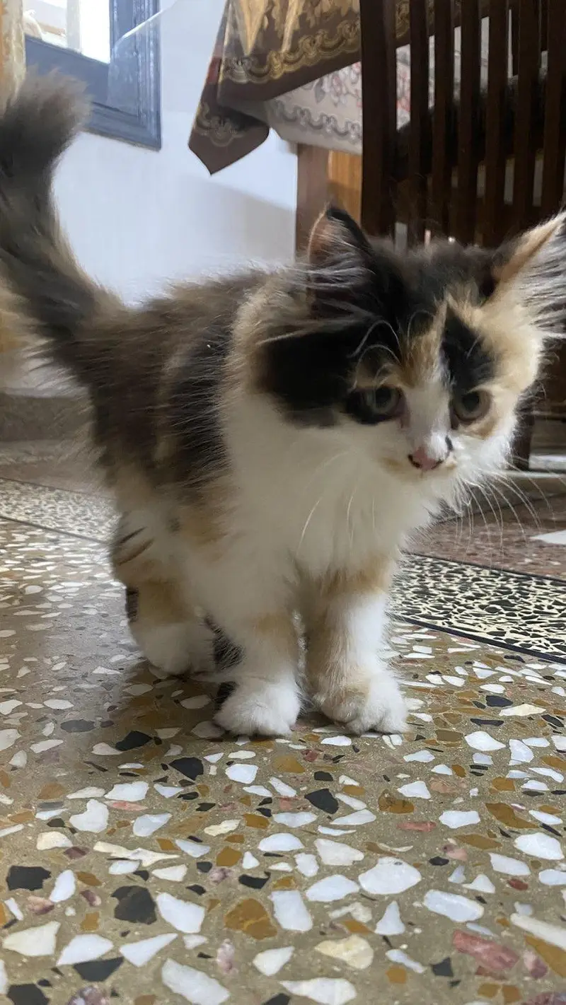 Fluffy Male kitten for Sale — photo 8