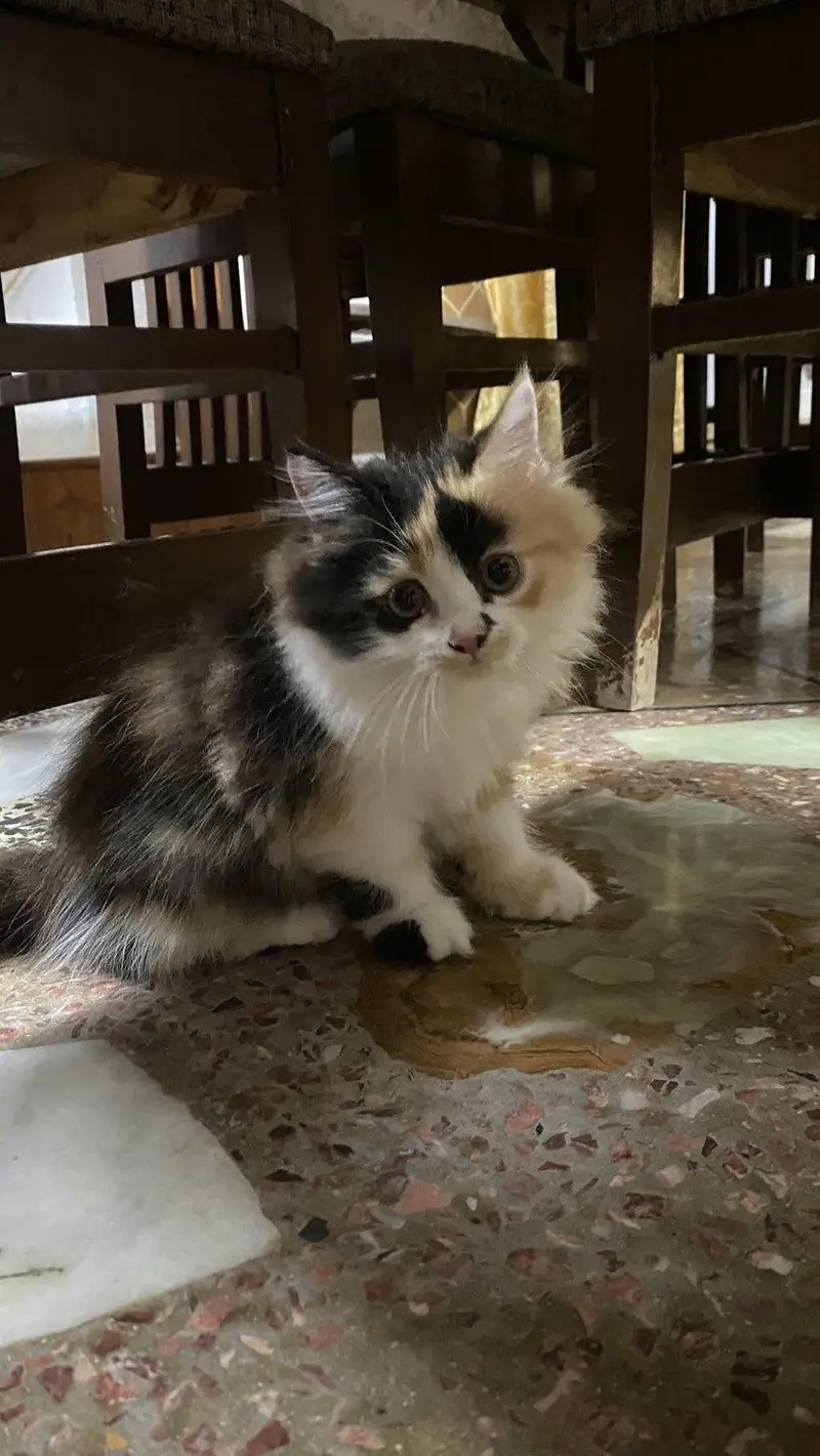 Fluffy Male kitten for Sale — photo 9