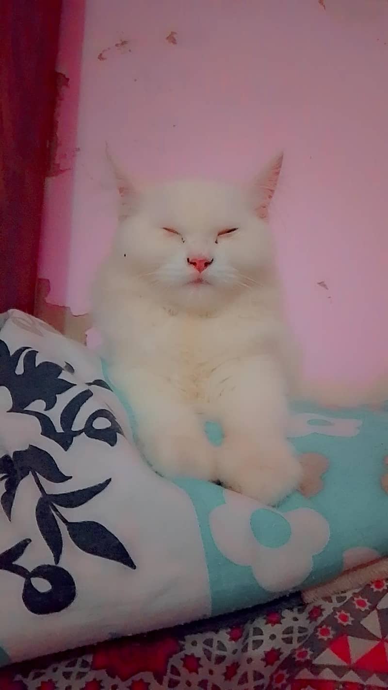 persoin Cat 1