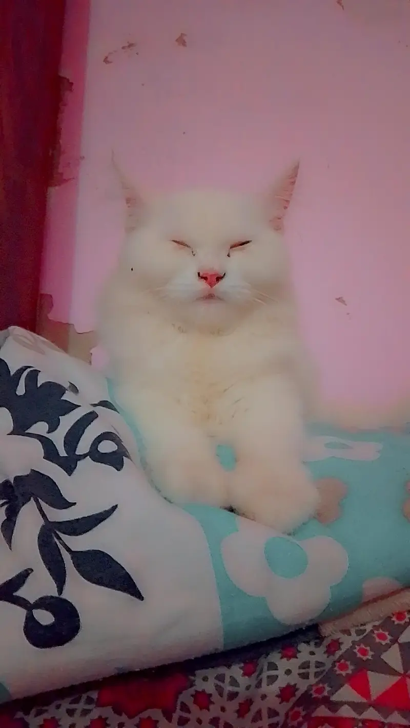 persoin Cat — photo 2