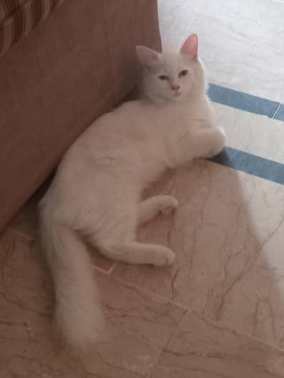 White Persian Kitten