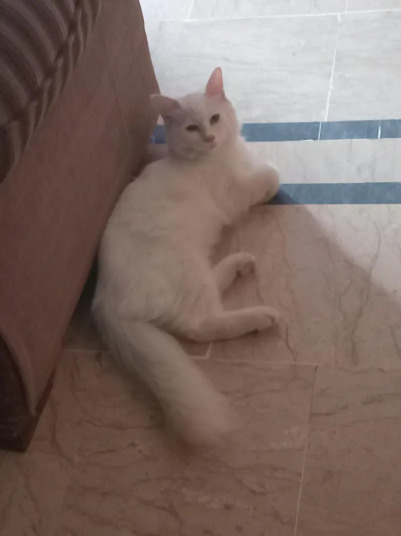 White Persian Kitten — photo 2