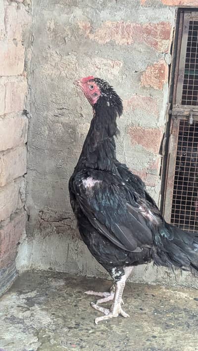 aseel mushki madi for sale