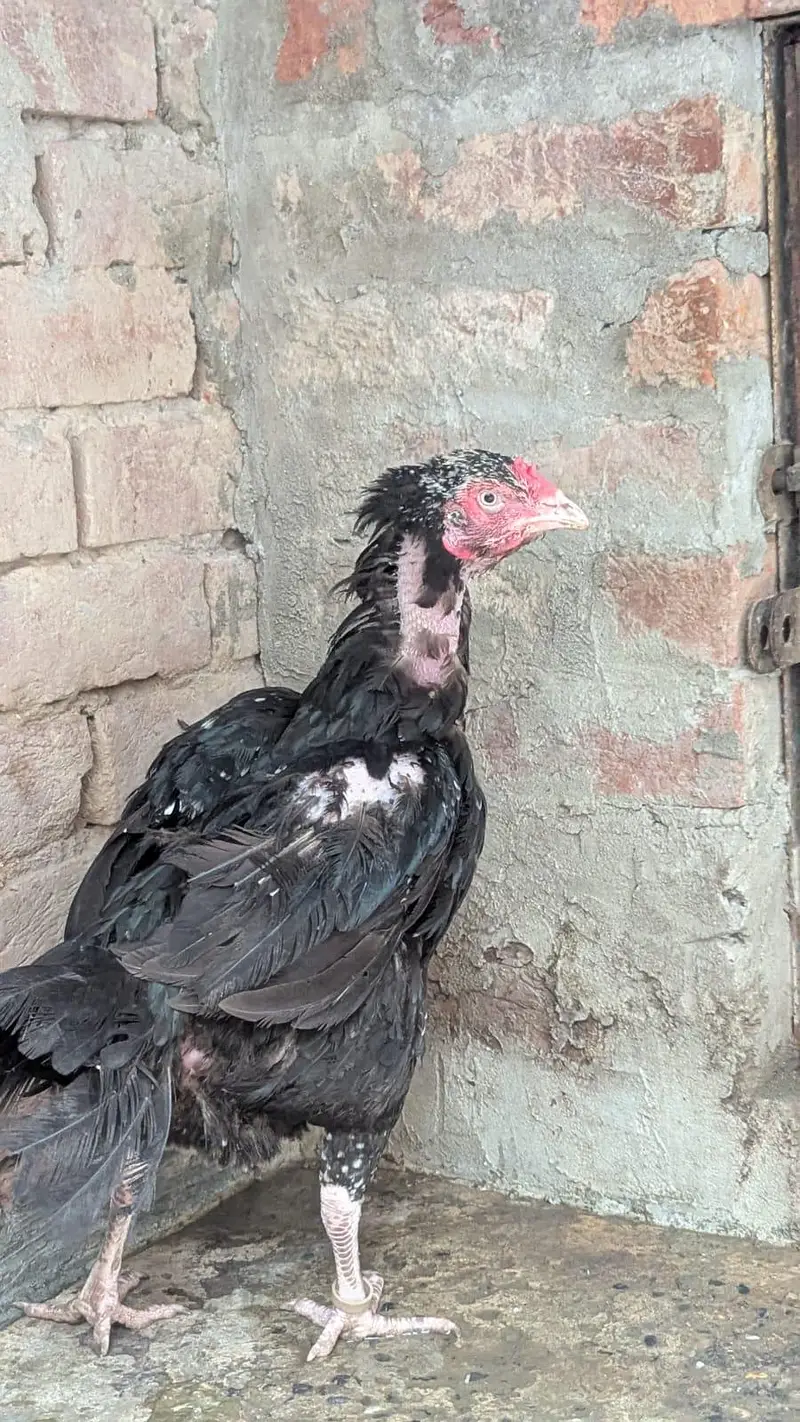 aseel mushki madi for sale — photo 2