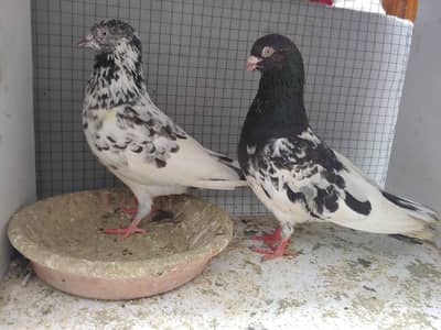 pair for sale. .