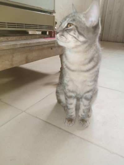 Persian kittens for urgent sale