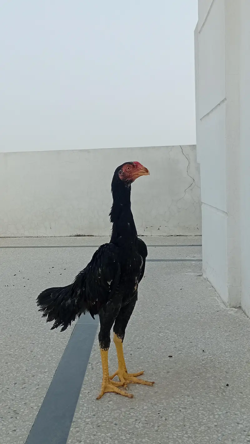 Shamo Pair Available | Shamo Patha Pair | Long Height Aseel Pair — photo 4