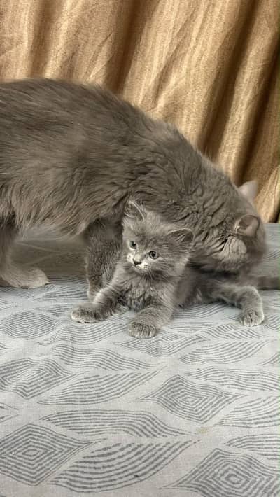 Grey pure Persian double coated kitten