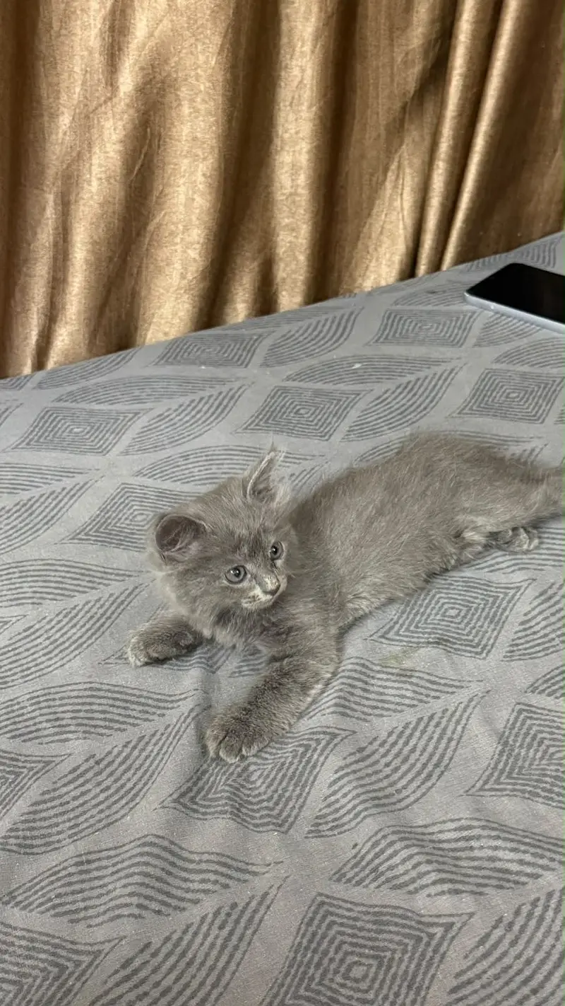 Grey pure Persian double coated kitten — photo 2