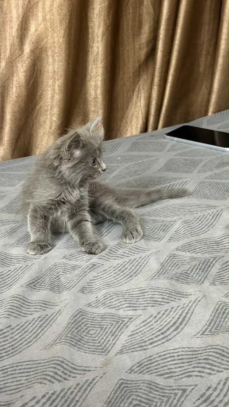Grey pure Persian double coated kitten — photo 3
