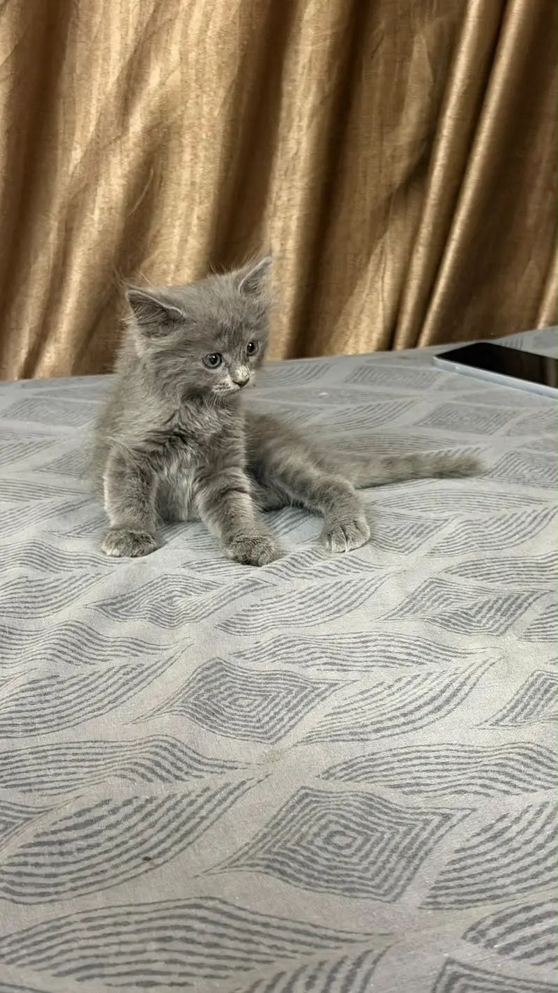 Grey pure Persian double coated kitten — photo 4