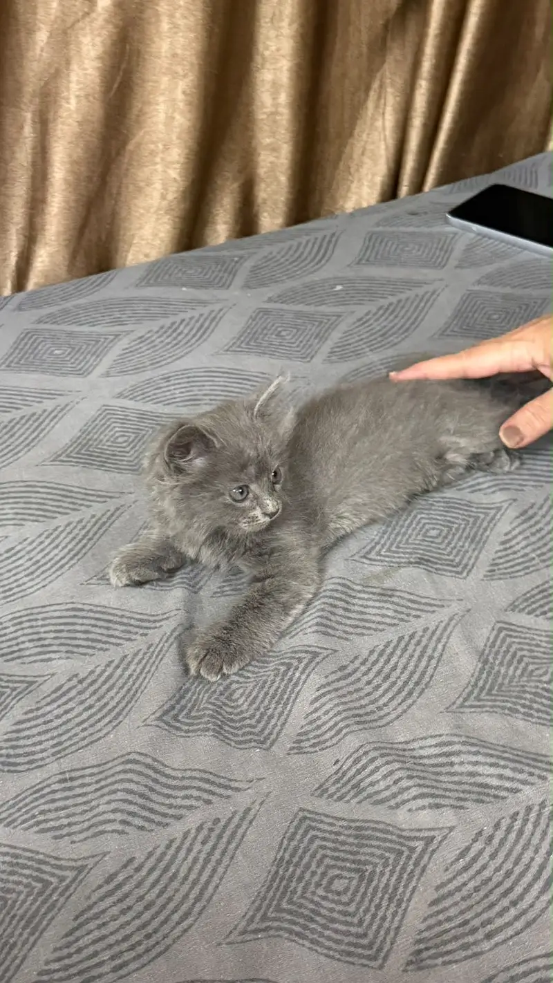Grey pure Persian double coated kitten — photo 5