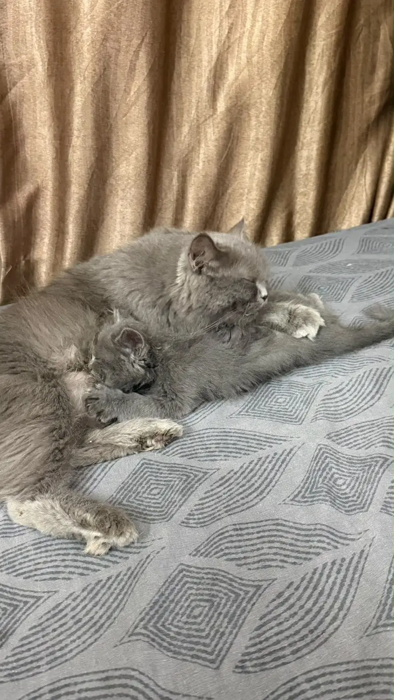 Grey pure Persian double coated kitten — photo 6