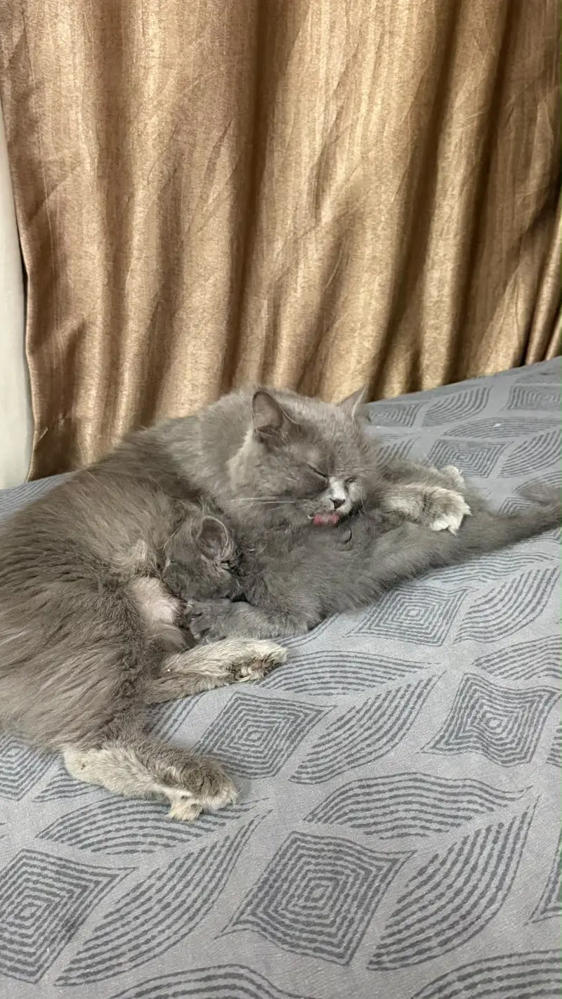 Grey pure Persian double coated kitten — photo 7