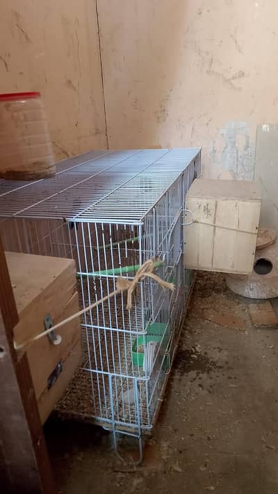 birds cage