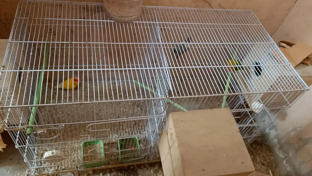 birds cage — photo 2