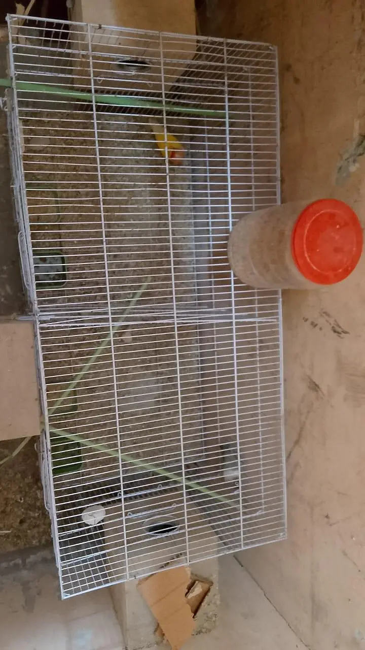 birds cage — photo 3
