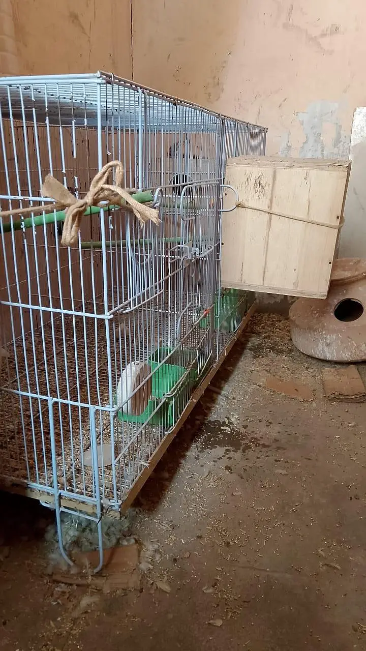 birds cage — photo 4