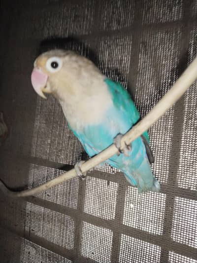 love bird for sale blue color