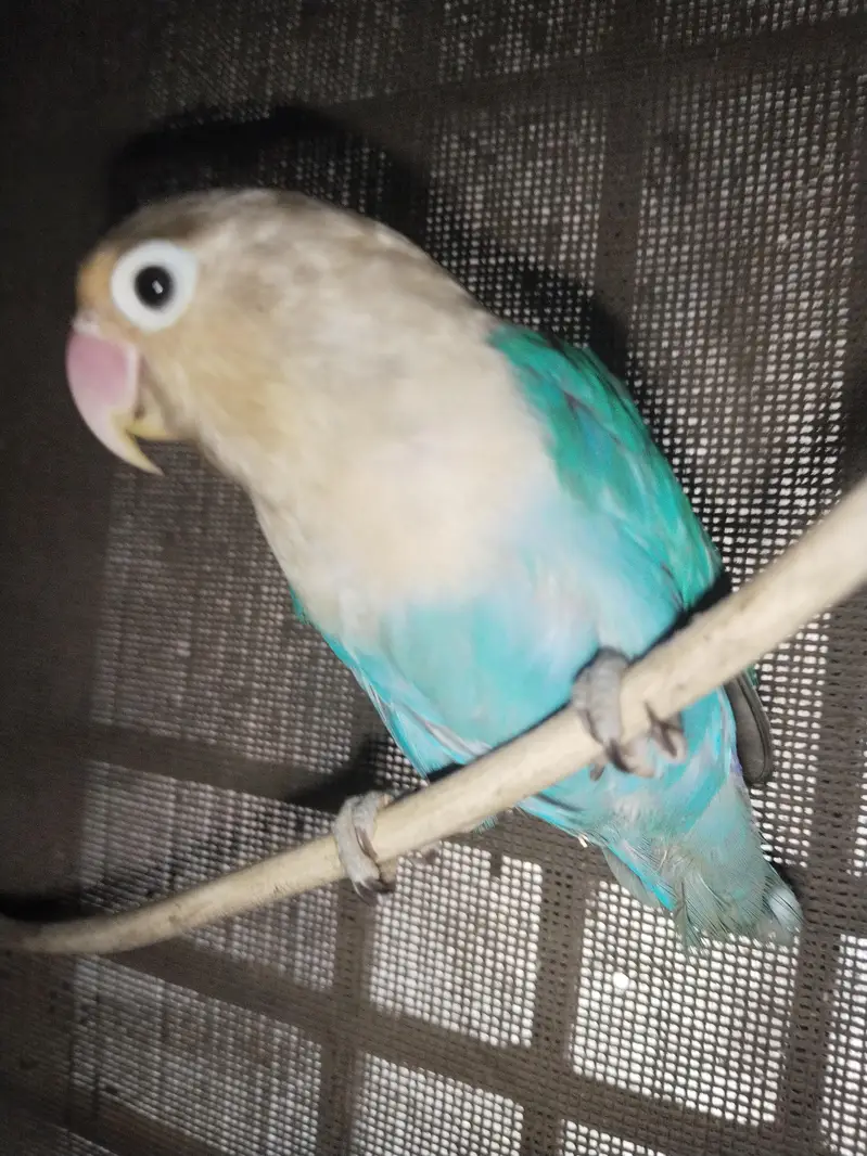 love bird for sale blue color — photo 2
