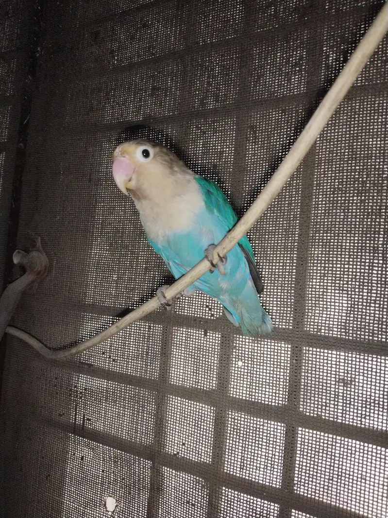 love bird for sale blue color — photo 3