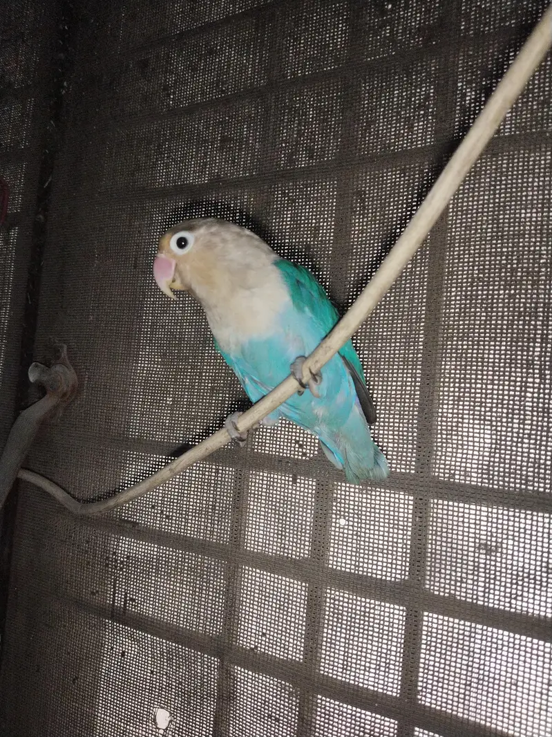love bird for sale blue color — photo 4