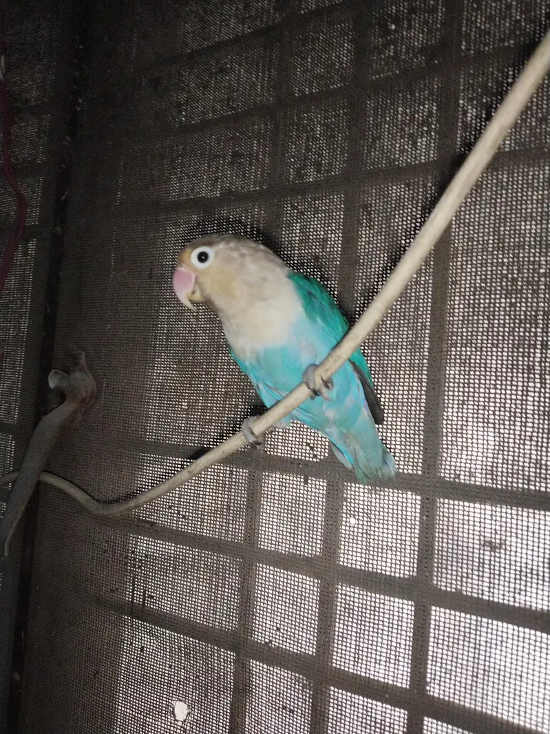 love bird for sale blue color — photo 5