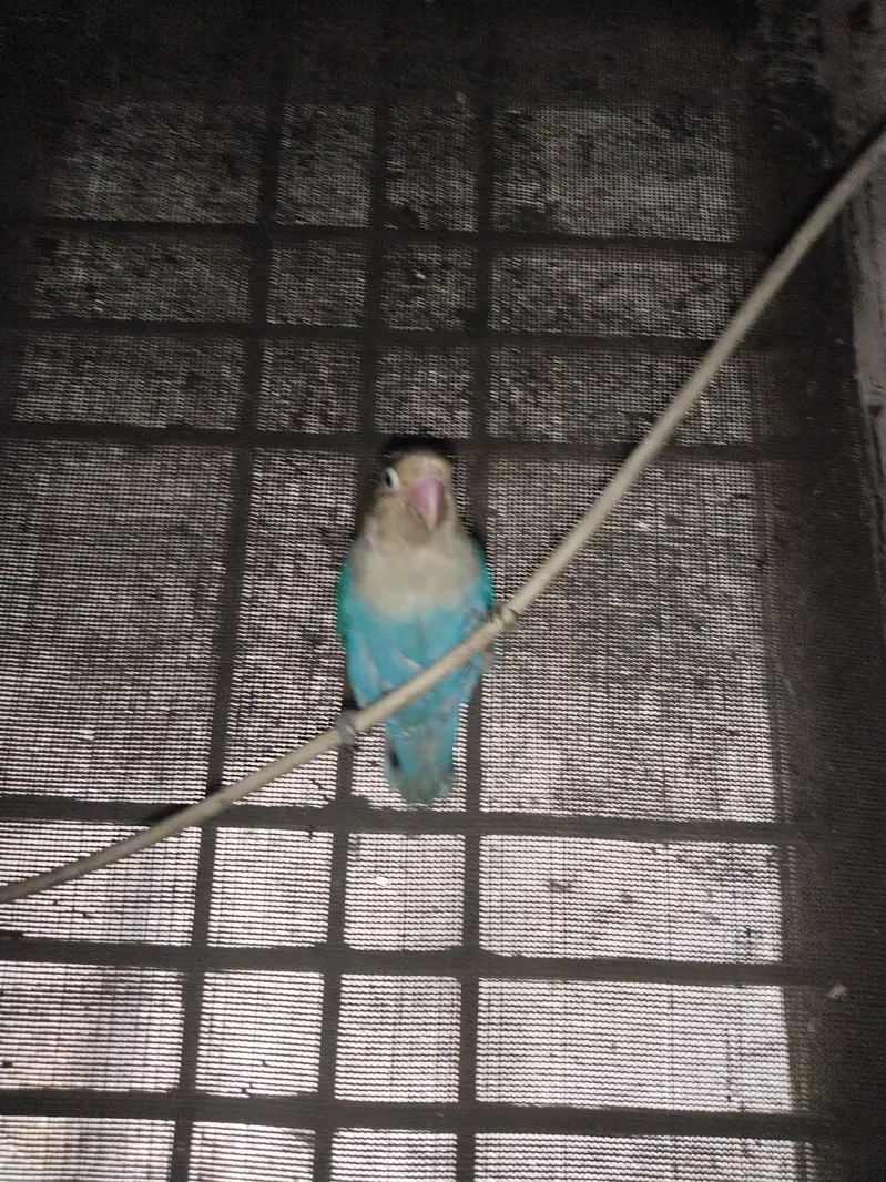 love bird for sale blue color — photo 6