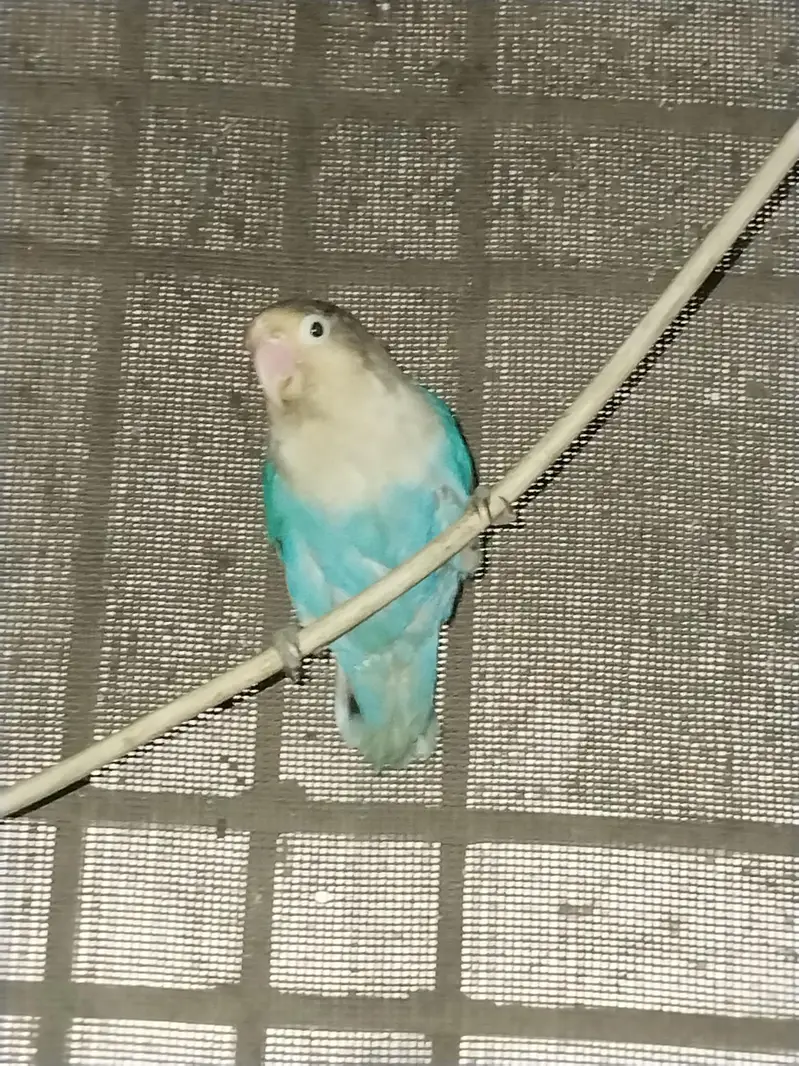 love bird for sale blue color — photo 7