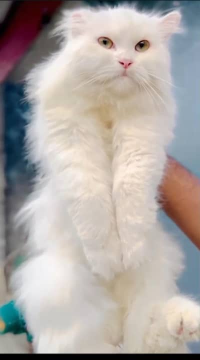 male cat for sale