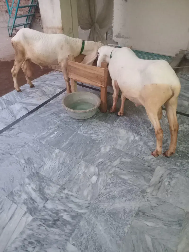 Desi Kajle