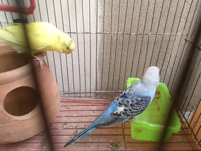 Australian parrot pair