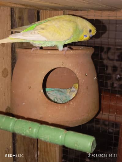 Budgies Parrots For Sale