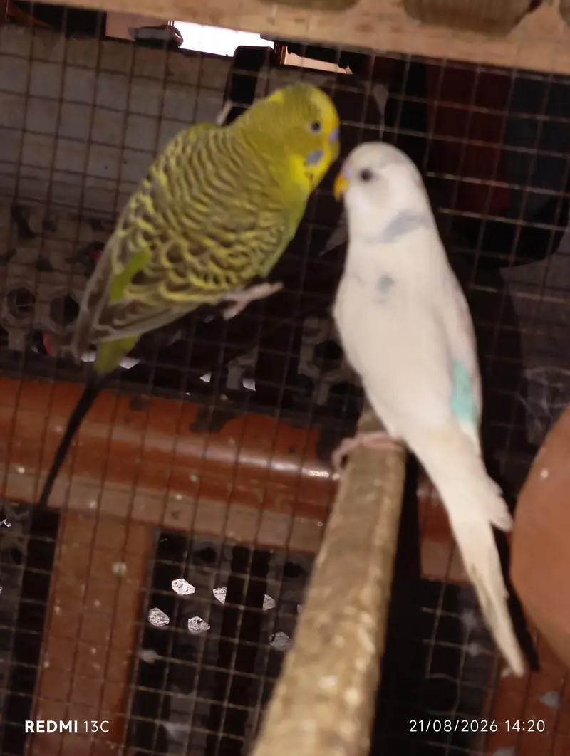Budgies Parrots For Sale — photo 2