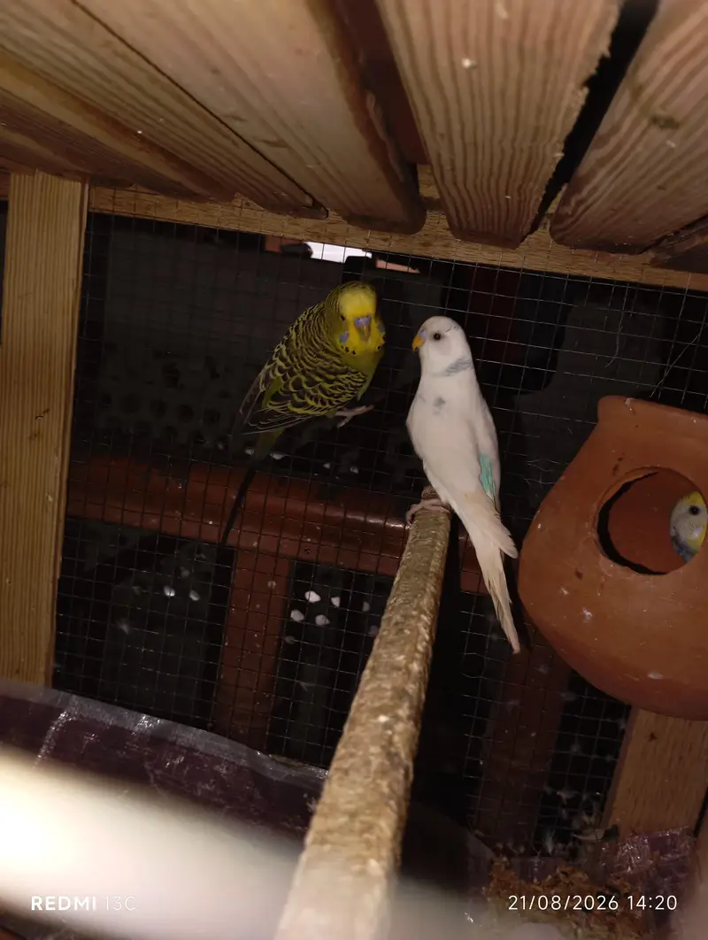 Budgies Parrots For Sale — photo 3