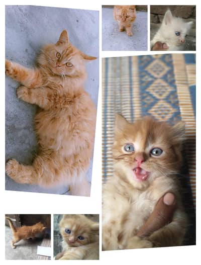 Persian Cat  mother and kittens for sale set