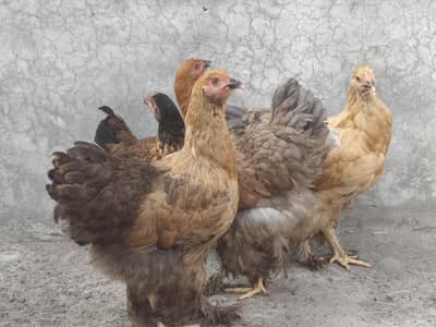 Healthy Fit Fancy Hen