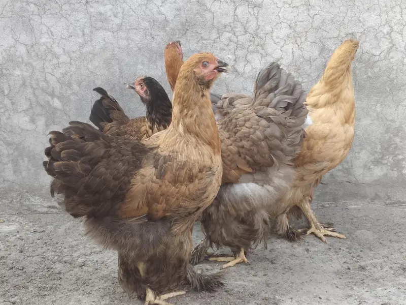 Healthy Fit Fancy Hen — photo 2